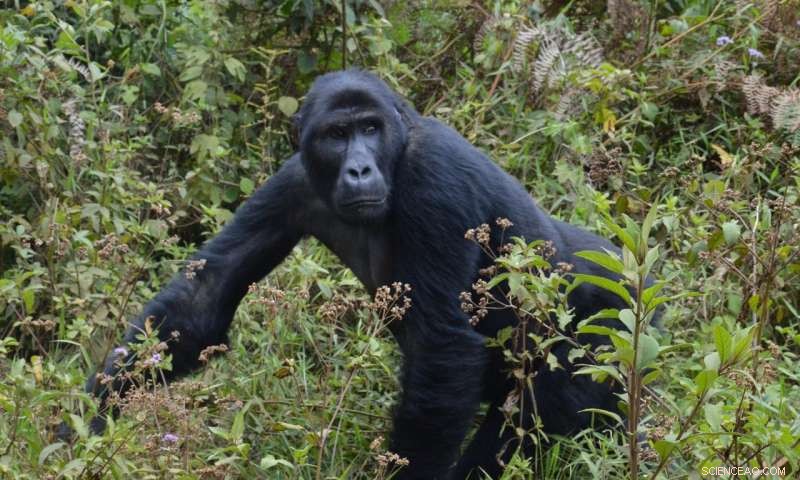 Infrastructure Development: Uncovering Hidden Costs That Fuel Illegal Wildlife Trade