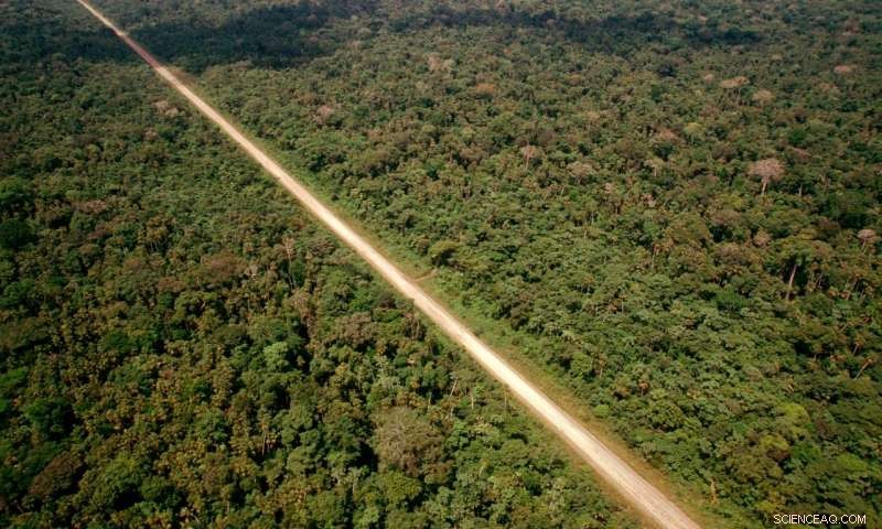 Infrastructure Development: Uncovering Hidden Costs That Fuel Illegal Wildlife Trade