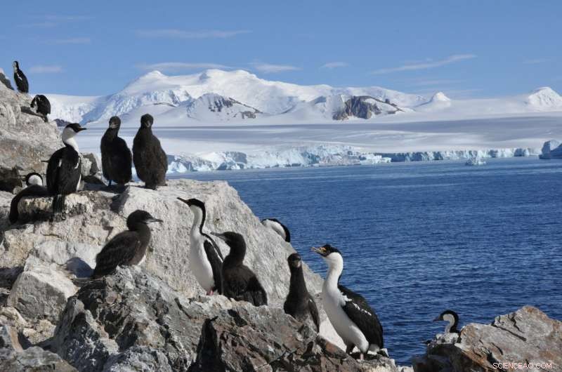 Unexpected Surge in Seabird Populations on the Antarctic Peninsula
