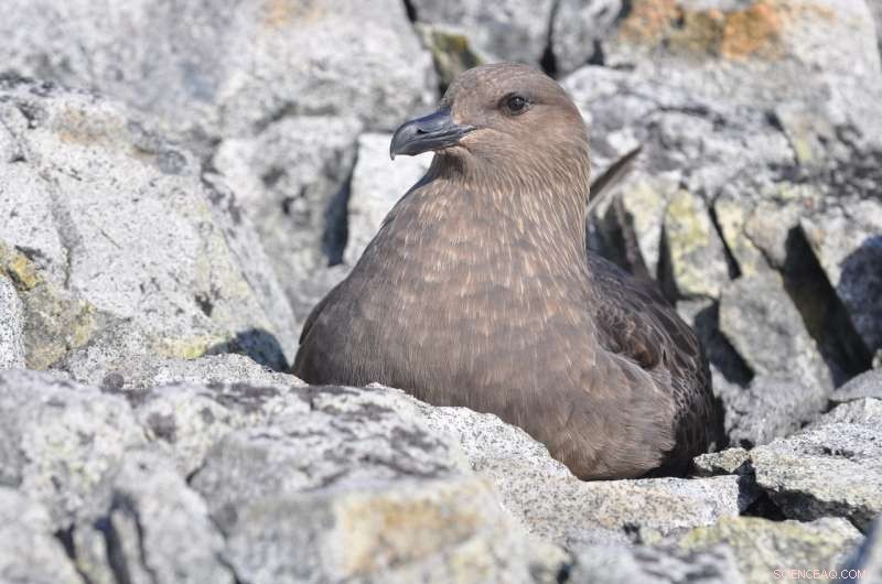 Unexpected Surge in Seabird Populations on the Antarctic Peninsula