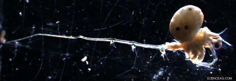 Tracking Invasive Spiny Water Fleas in Lake Mendota: A Challenging Environmental Quest