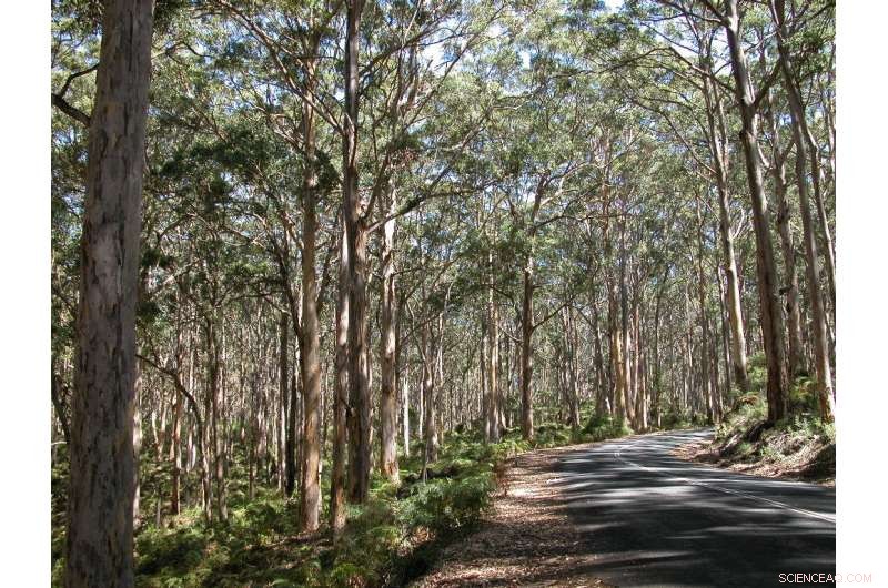 Urgent Call to Protect Western Australia s Tall Karri Forests, According to New Research