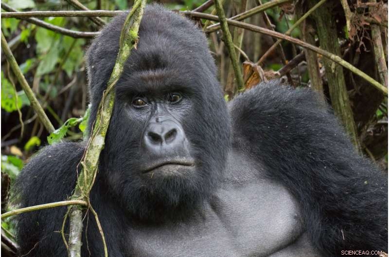 Help Protect Gorillas: Recycle Your Old Mobile Phone Today