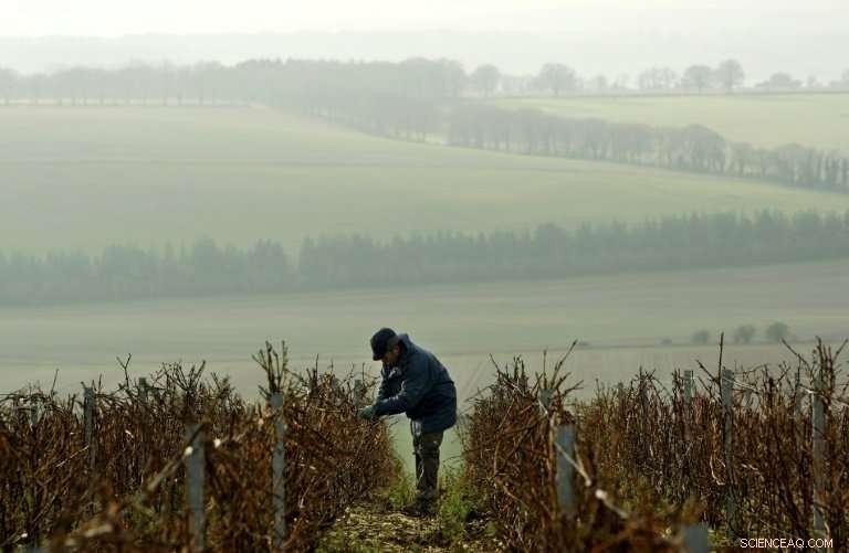 How Climate Change Is Expanding Opportunities for English Winemakers