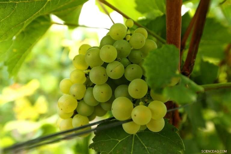 How Climate Change Is Expanding Opportunities for English Winemakers