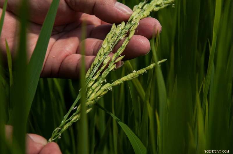 How Simple Climate‑Proofing Steps Can Boost Yields and Income for Tropical Farmers