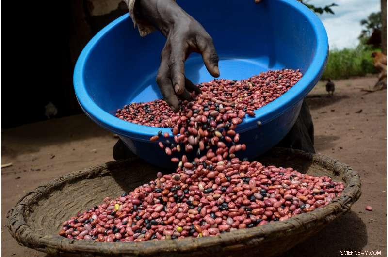 How Simple Climate‑Proofing Steps Can Boost Yields and Income for Tropical Farmers