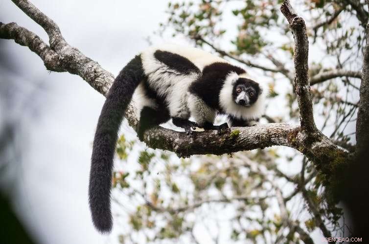 Madagascar: Escalating Fear and Violence Hinder Critical Rainforest Conservation Efforts
