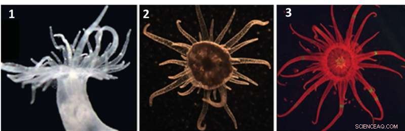 Can Low-Performance Symbiotic Algae Assist Coral Recovery After Bleaching?