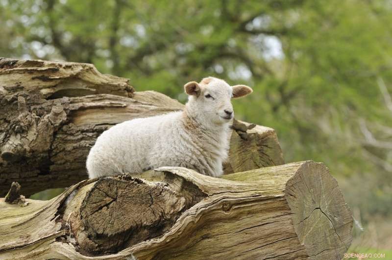 Agroforestry: A Sustainable Path for the UK to Meet Climate Goals Without Reducing Livestock