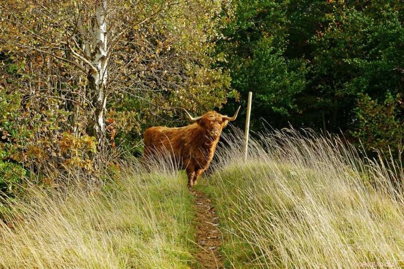 Agroforestry: A Sustainable Path for the UK to Meet Climate Goals Without Reducing Livestock