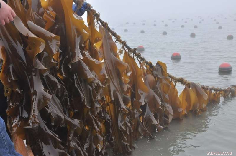 Rising Ocean Acidification Boosts Iodine Levels in Edible Seaweeds, Affecting Human Nutrition