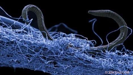 Underground Biosphere Holds Carbon Reserves Hundreds of Times Greater Than Humans