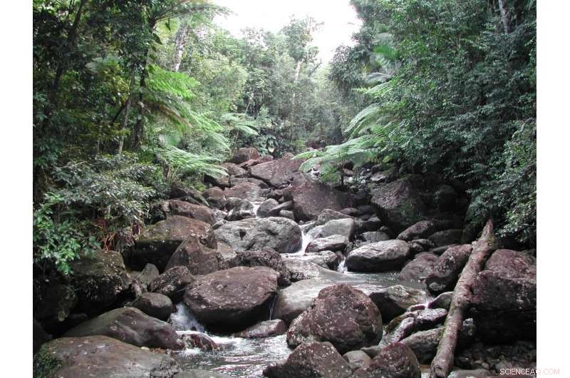 New Study Reveals Surprising Effects of Hurricanes on Puerto Rico s Watershed