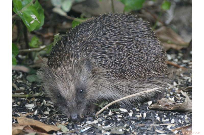 New Study Shows Bioenergy Crops Threaten Biodiversity as Much as Climate Change