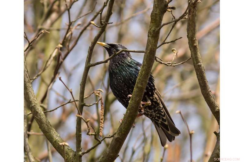 New Study Shows Bioenergy Crops Threaten Biodiversity as Much as Climate Change