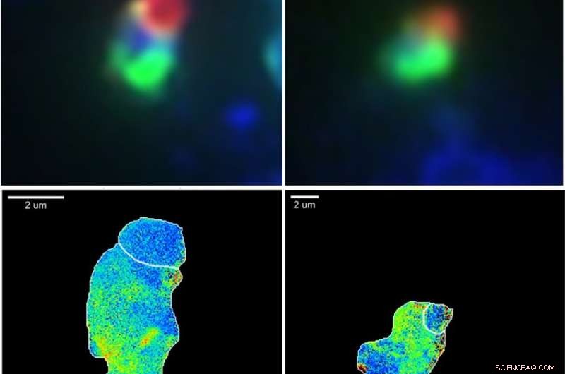 Unusual Microbes Drive Ocean Fertilization into the Arctic s Frigid Waters