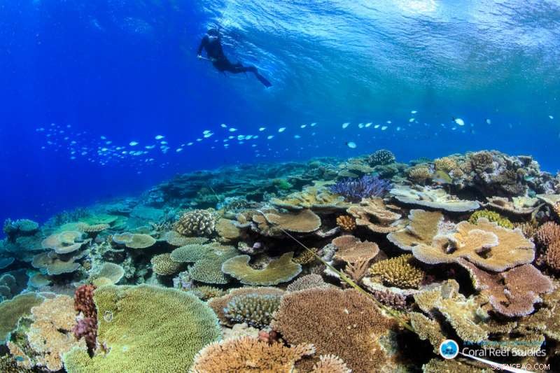 New Research Offers Hope for Global Coral Reef Recovery