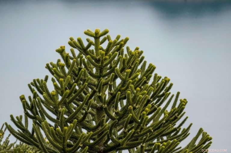 Chilean Pine Forests: Are Araucaria Araucana Facing Extinction?