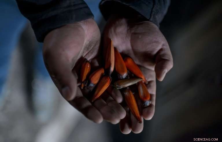 Chilean Pine Forests: Are Araucaria Araucana Facing Extinction?