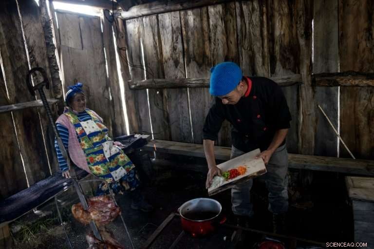 Chilean Pine Forests: Are Araucaria Araucana Facing Extinction?