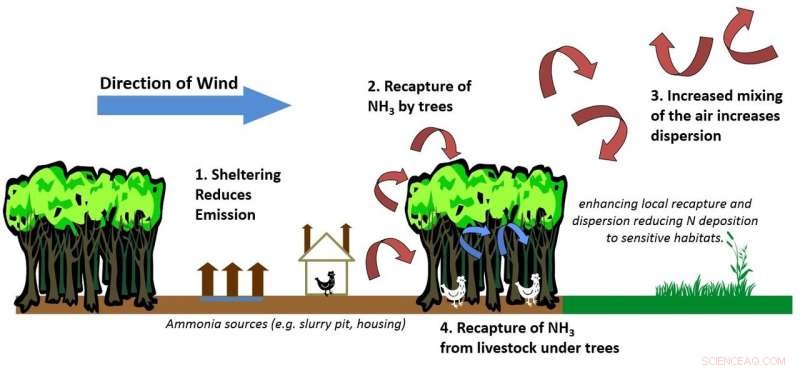 Strategic Tree Planting: A Proven Solution to Reduce Ammonia Emissions in Agriculture