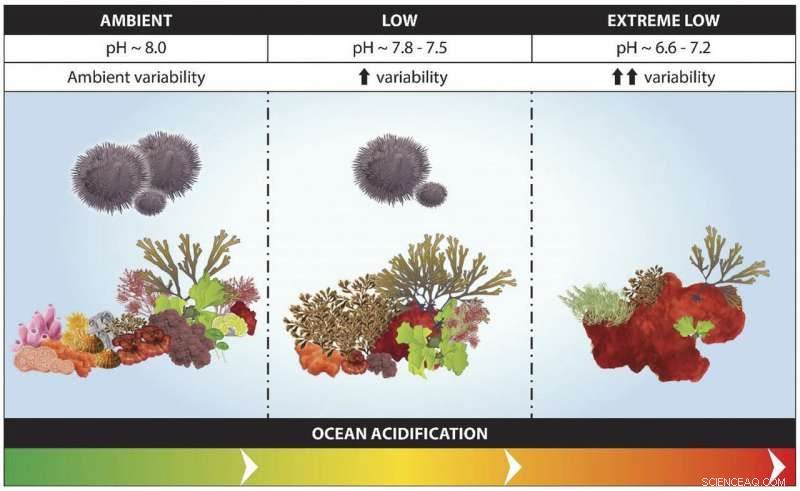 Future Oceans Revealed: Volcanic CO₂ Seepage Near Ischia, Italy