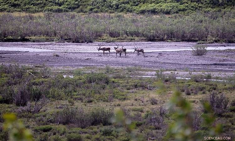 NOAA s Arctic Report Card Highlights Rapid Climate Shifts