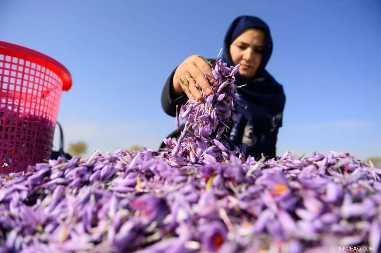Red Gold: Afghanistan s Saffron Production Surges, Boosting the Spice Industry