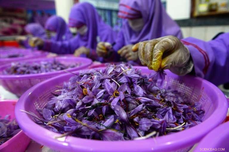 Red Gold: Afghanistan s Saffron Production Surges, Boosting the Spice Industry