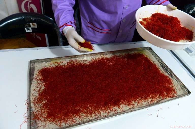 Red Gold: Afghanistan s Saffron Production Surges, Boosting the Spice Industry