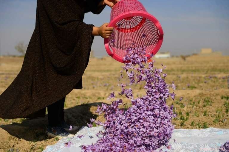 Red Gold: Afghanistan s Saffron Production Surges, Boosting the Spice Industry