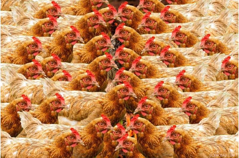 Broiler Chicken: A Definitive Marker of the Anthropocene, Researchers Claim