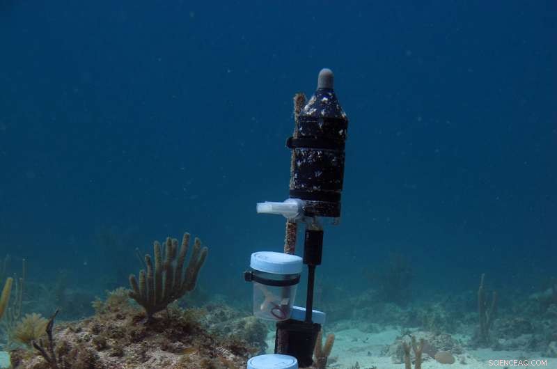 Study Reveals Coral Larvae Prefer Vibrant, Noisy Habitats