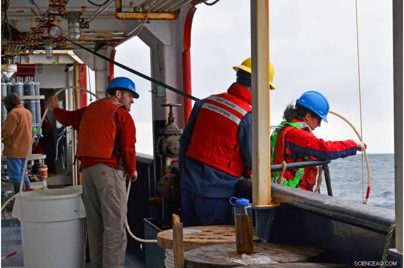 New Study Reveals How Algae Store Iron, Shaping Ocean Food Webs