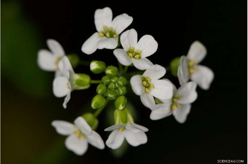 Genes Protect Cress Plants from Heavy Metal Contamination