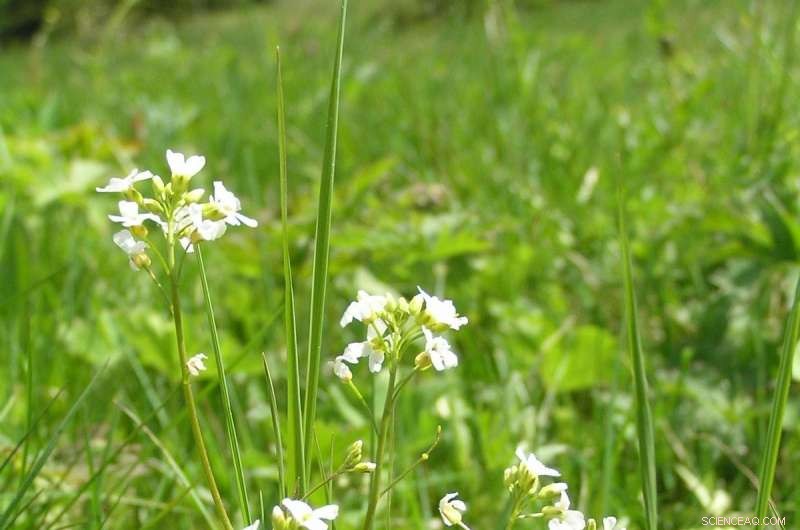 Genes Protect Cress Plants from Heavy Metal Contamination