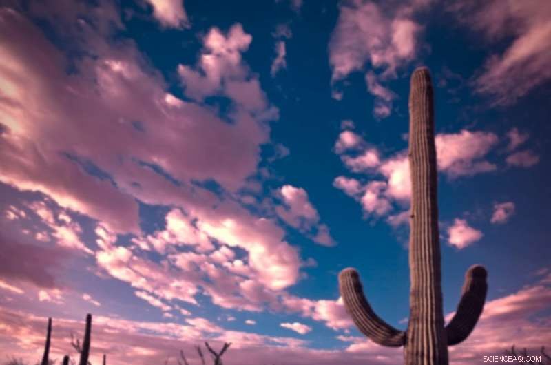 Harnessing Nature’s Healing Power: Protecting Biodiversity for Medicine