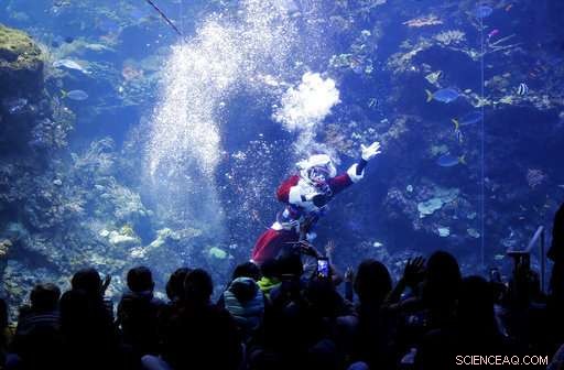 Santa Diver Delivers Holiday Cheer to Aquarium Fish and Visitors