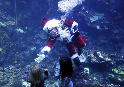 Santa Diver Delivers Holiday Cheer to Aquarium Fish and Visitors