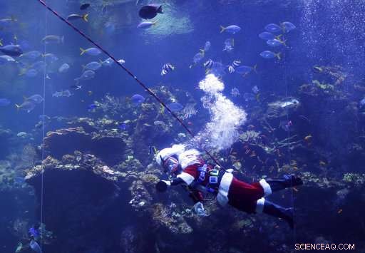 Santa Diver Delivers Holiday Cheer to Aquarium Fish and Visitors