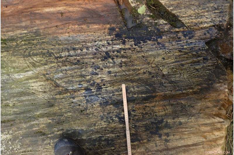 Shoreline Tracks Reveal the Dawn of Terrestrial Life