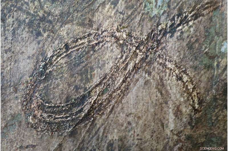 Shoreline Tracks Reveal the Dawn of Terrestrial Life