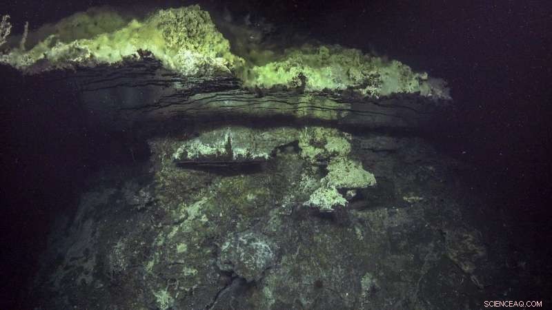 Updated Undersea Maps Reveal New Hydrothermal Vents and Discoveries of Marine Species
