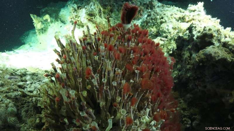 Updated Undersea Maps Reveal New Hydrothermal Vents and Discoveries of Marine Species