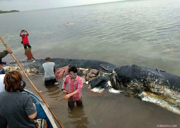 Global Plastic Crisis Sparks International Battle Against Marine Pollution