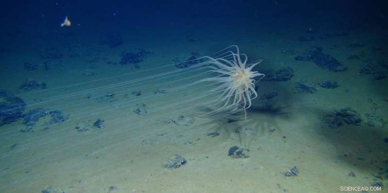 Researchers Warn of Ecological Catastrophe from Proposed Deep-Sea Mining Boom