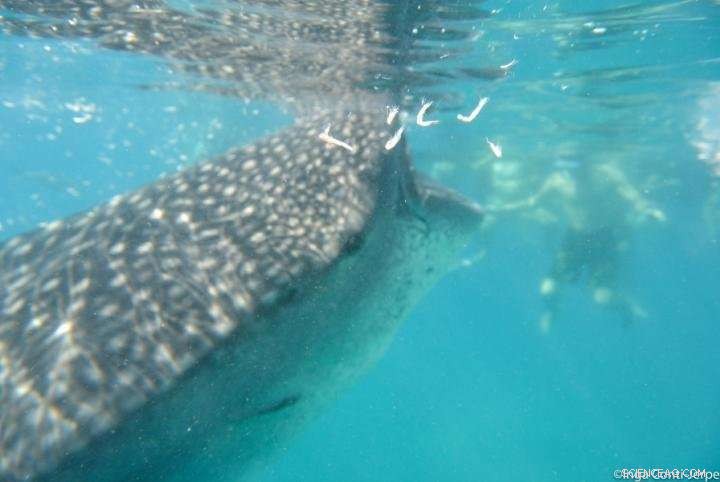 Assessing the Impact of Whale Shark Mass Tourism on Philippine Coral Reefs