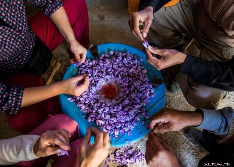 Moroccan Saffron Farmers Combat Counterfeit Spices