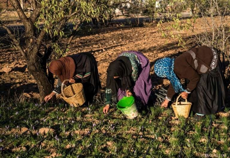 Moroccan Saffron Farmers Combat Counterfeit Spices
